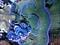 reefman66's Avatar