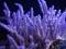 lionfish's Avatar