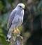SilverHawk's Avatar